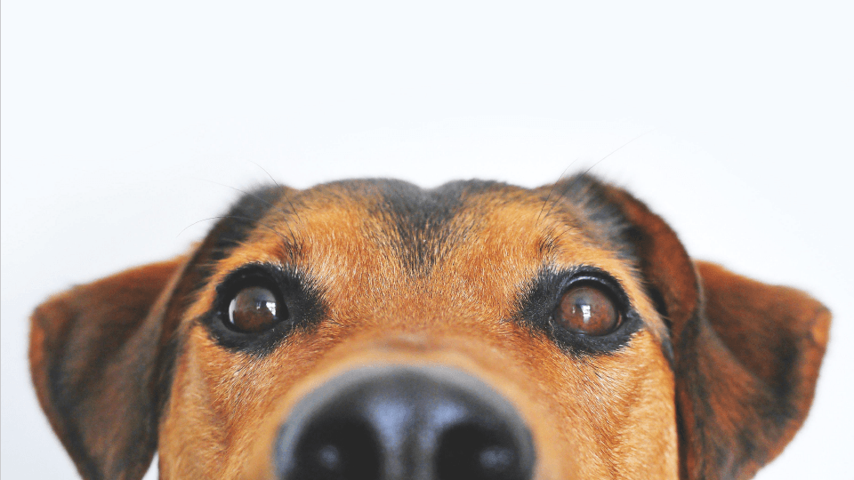 Dog face