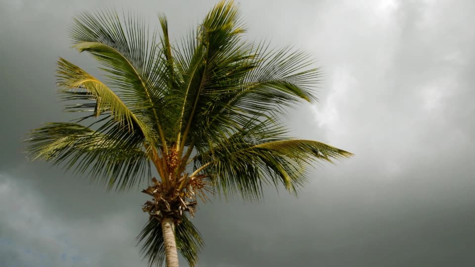 Storm Dark Clouds Behind Palm Tree
