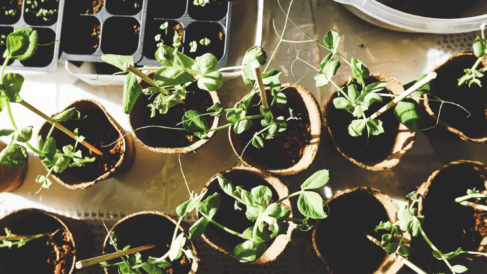 Seedling