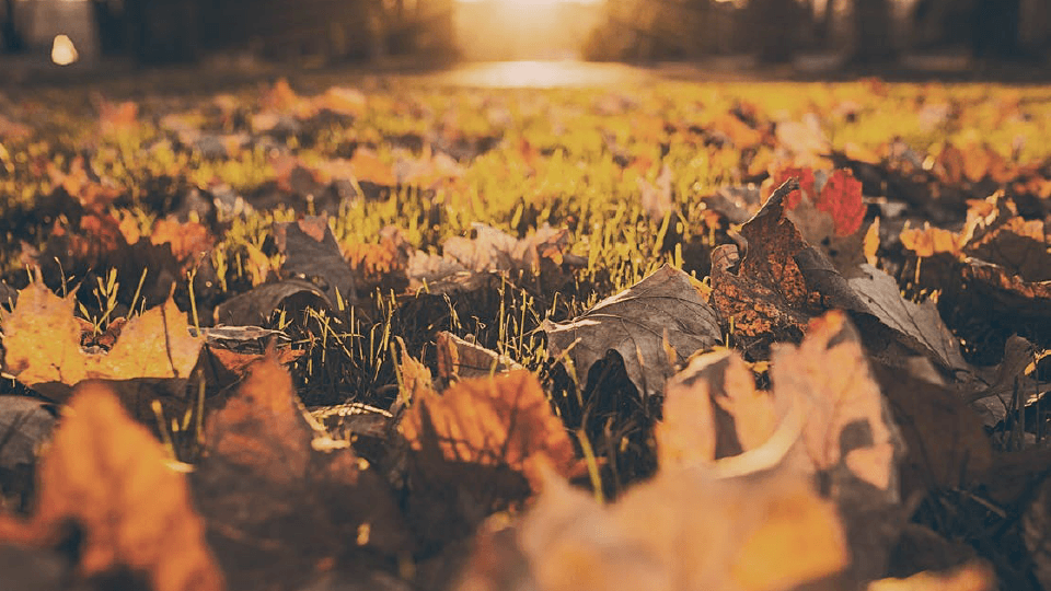 Fall leaves on the grass