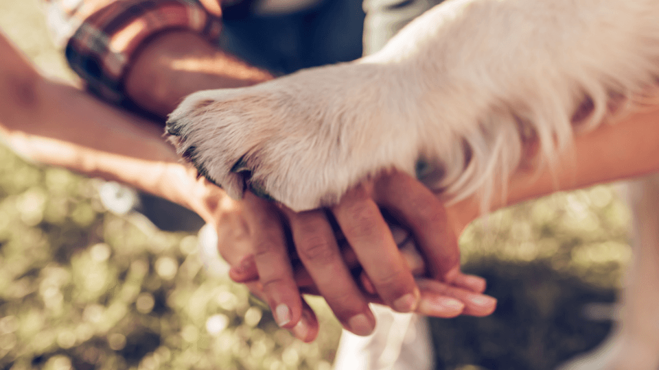 People with their hands on top of each other with a dogs paw