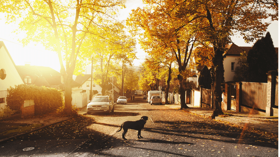Autumn street view with a dog in the middle of the road