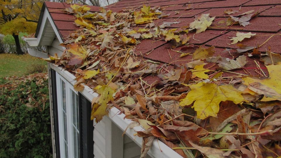 Fall leaves in a gutter