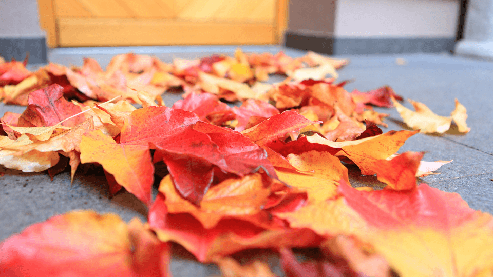 Fall leaves on ground
