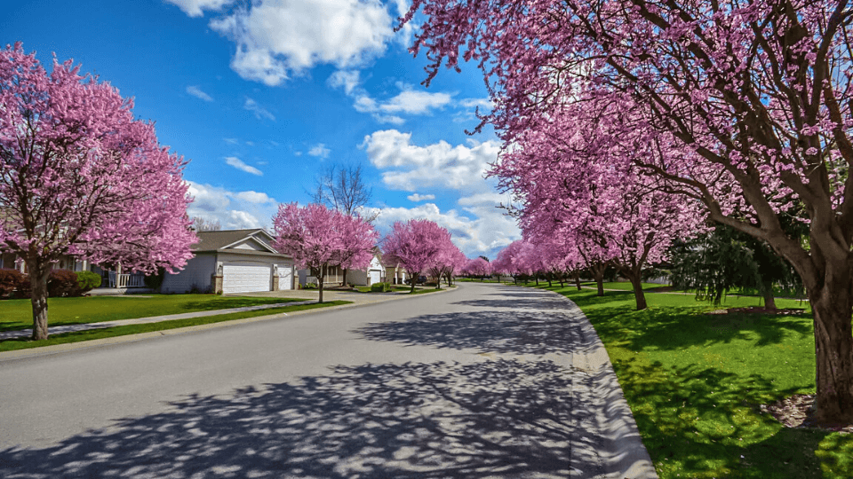 Neighborhood view from street with pink trees and blue sky