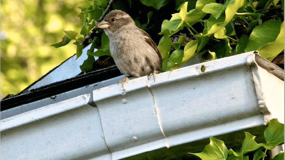 Grey bird sitting on the gutter