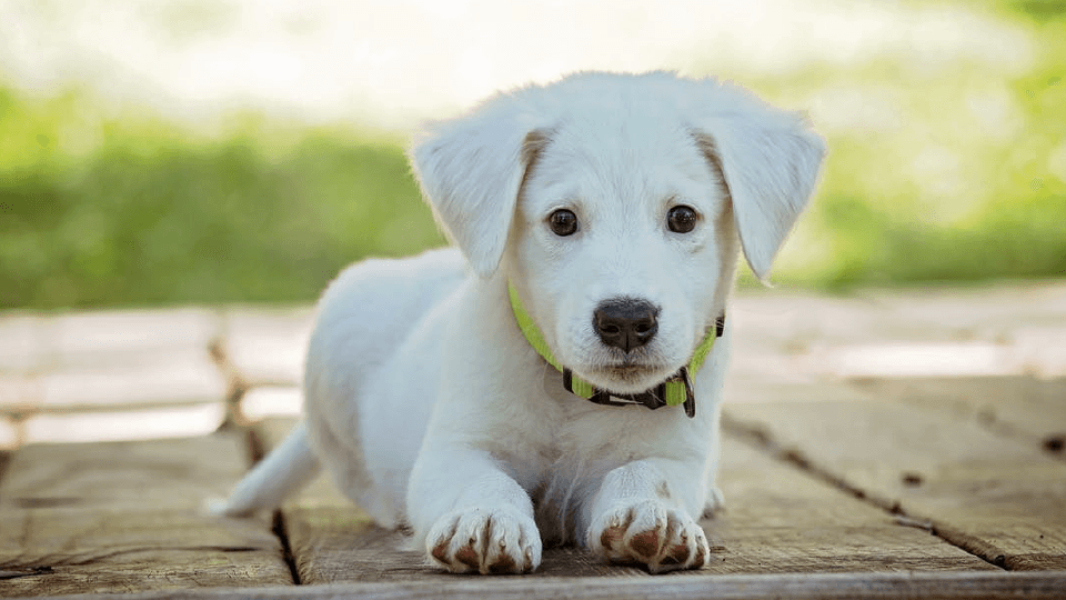 White puppy