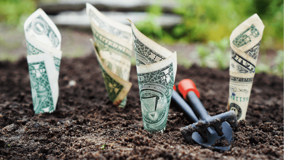 Dollar Bills growing in the garden