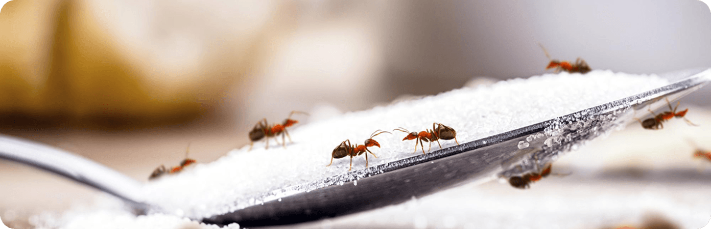 Pest or Insect Infestation